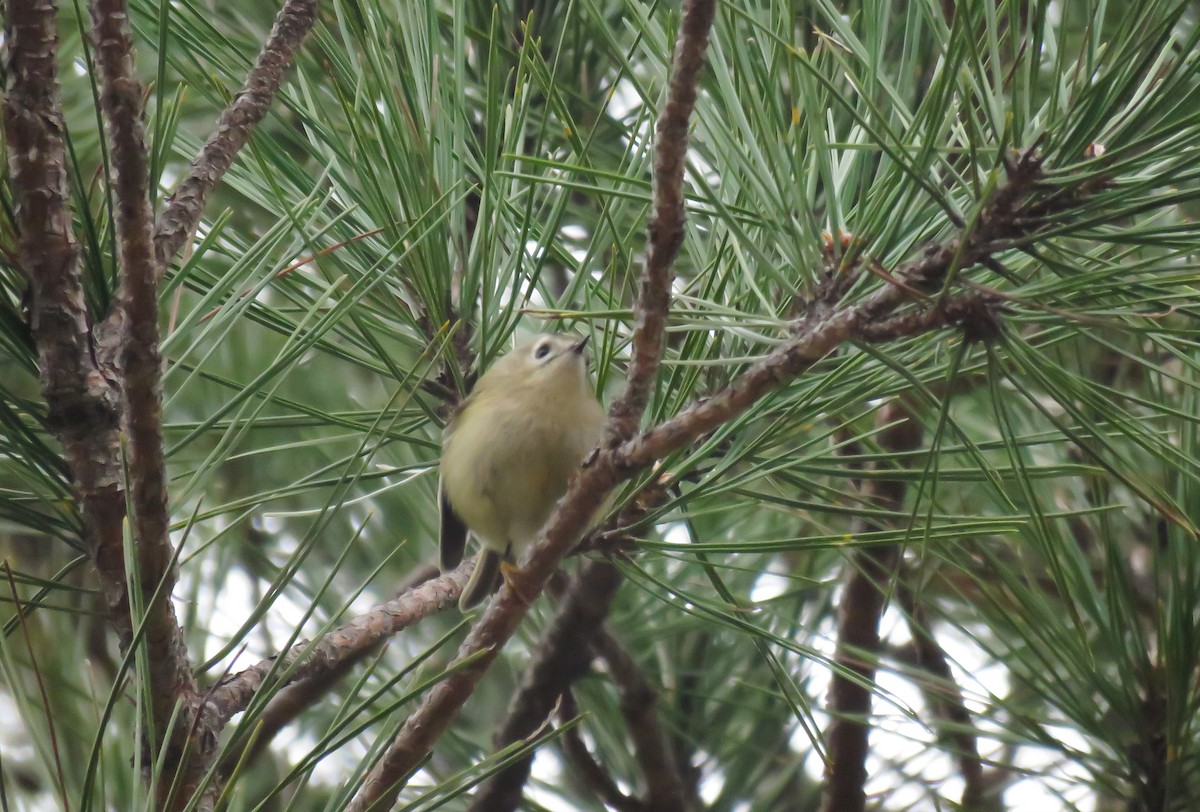 Goldcrest - ML613091800