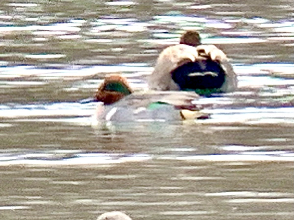 Green-winged Teal - ML613091801