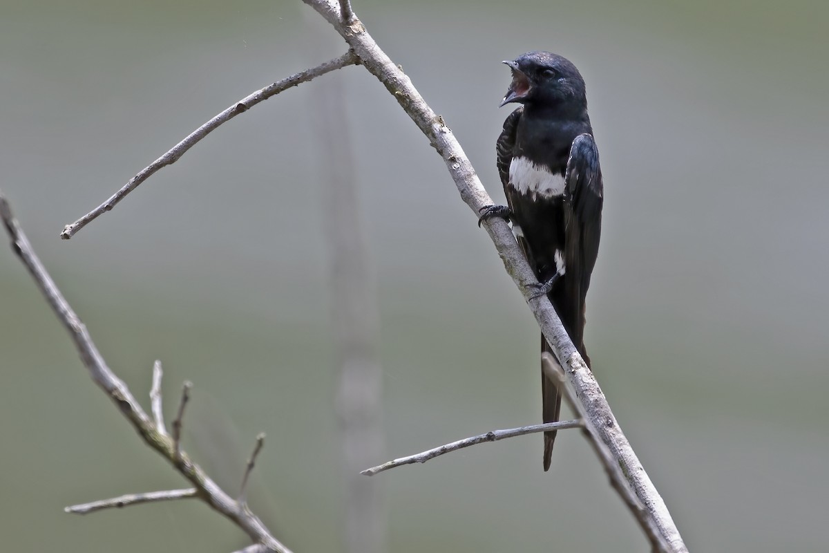 White-banded Swallow - ML613091823
