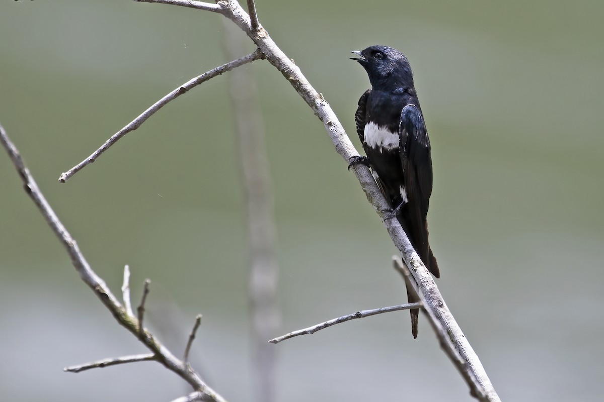 White-banded Swallow - ML613091824