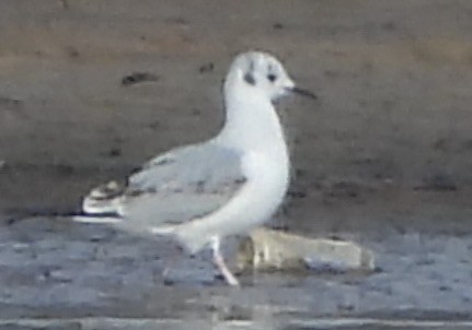 Bonaparte's Gull - ML613091837