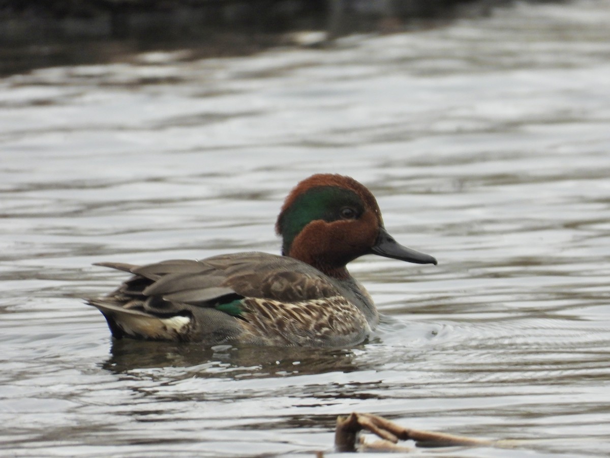 Green-winged Teal - ML613091846