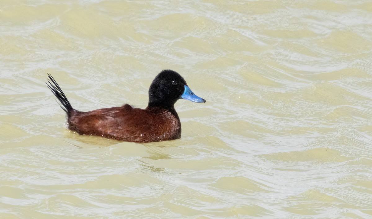 Lake Duck - ML613091860