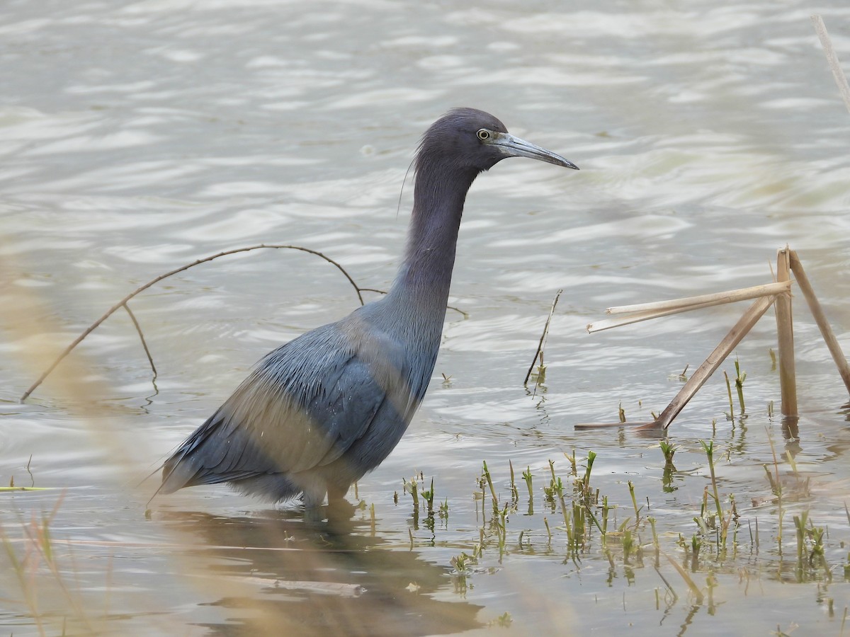 Little Blue Heron - ML613091863