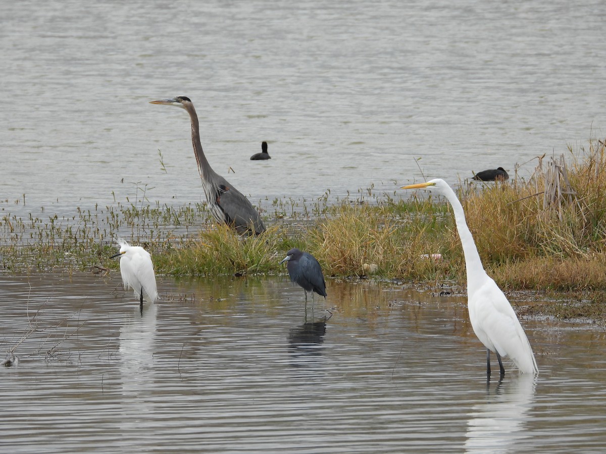 Great Egret - ML613091908