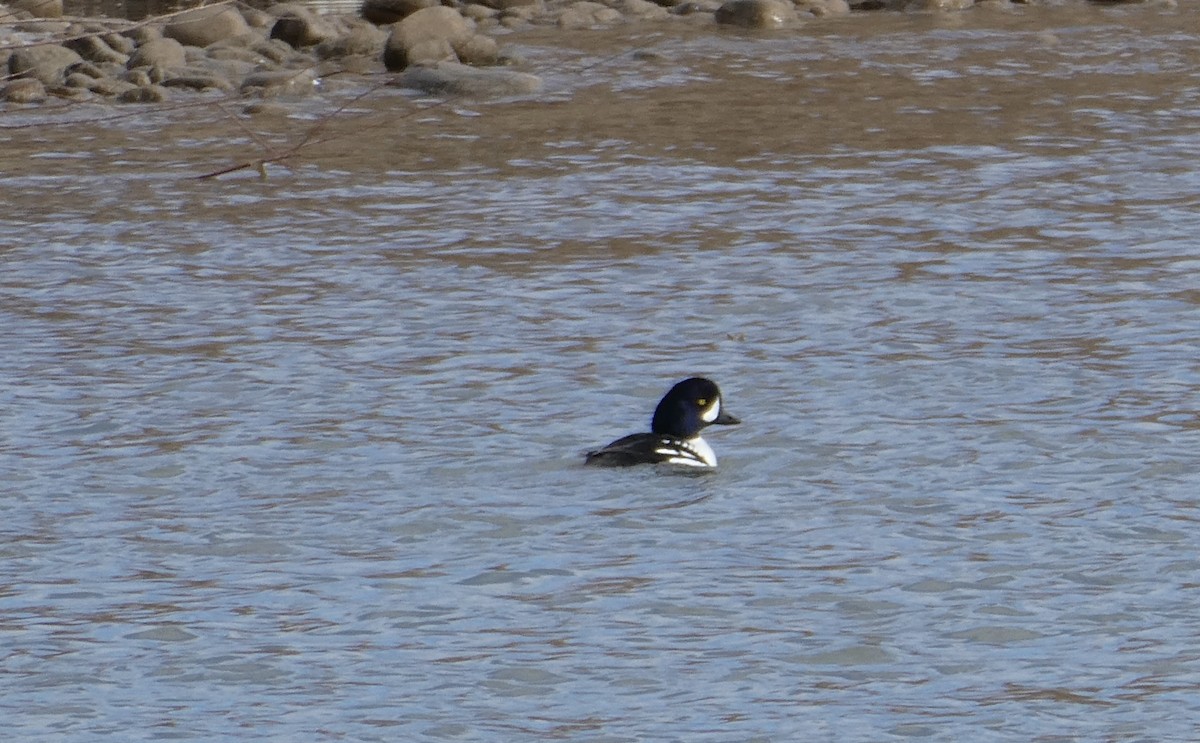 Barrow's Goldeneye - ML613091918