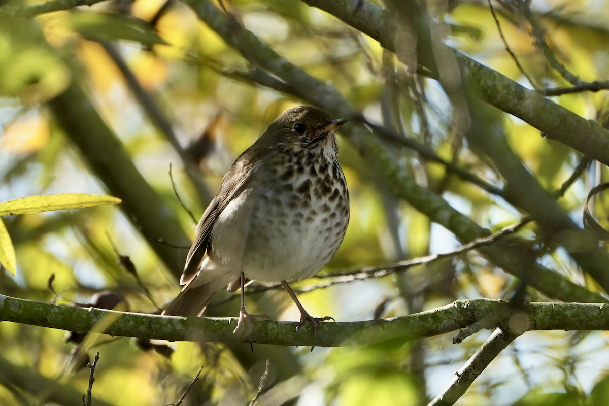 Hermit Thrush - ML613091998