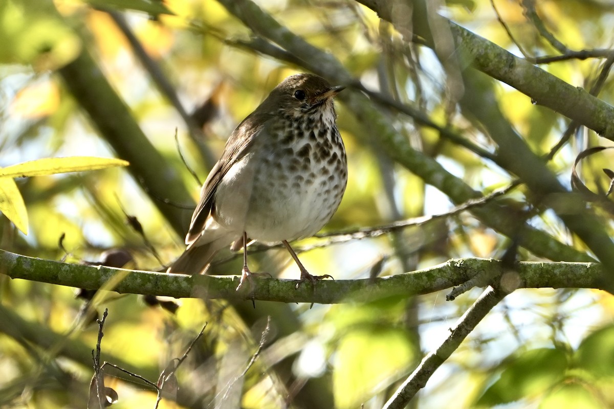 Hermit Thrush - ML613091999