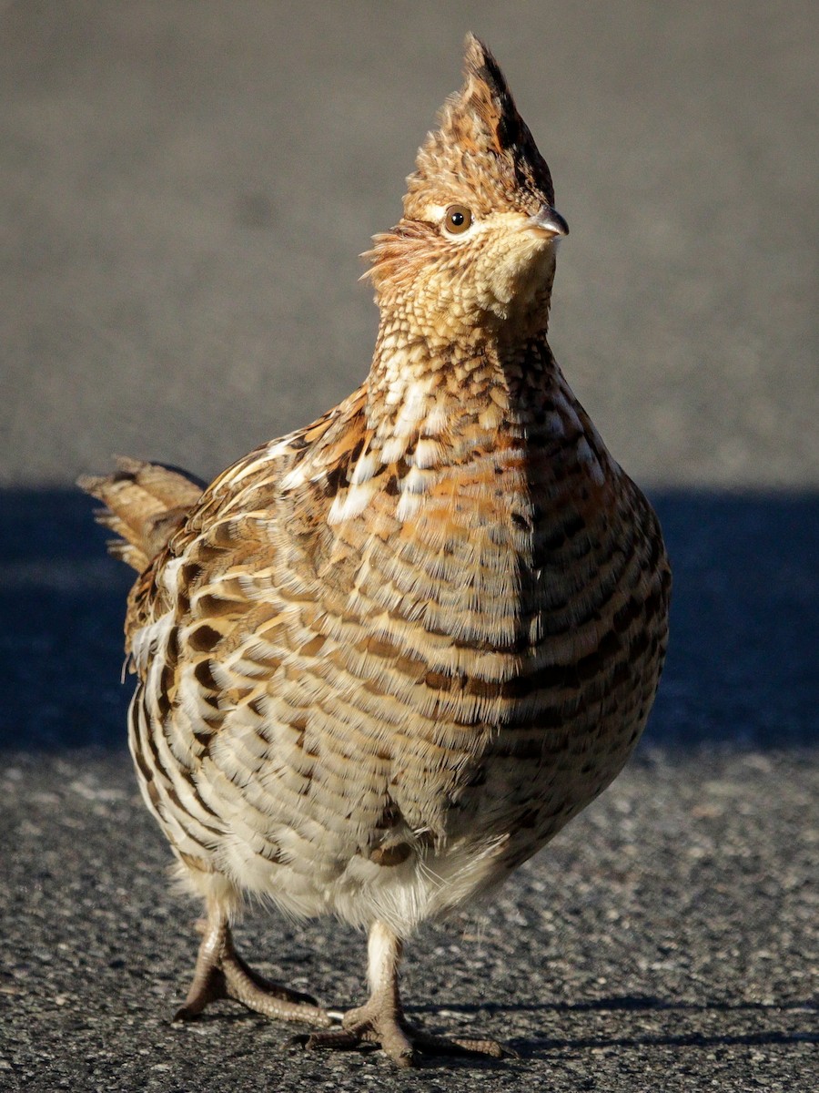 Ruffed Grouse - ML613092021