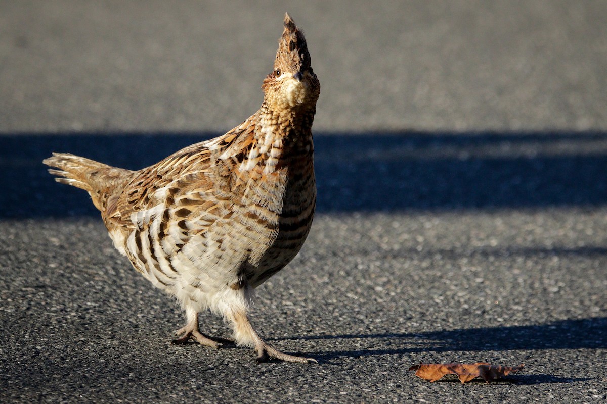 Ruffed Grouse - Catherine Holland