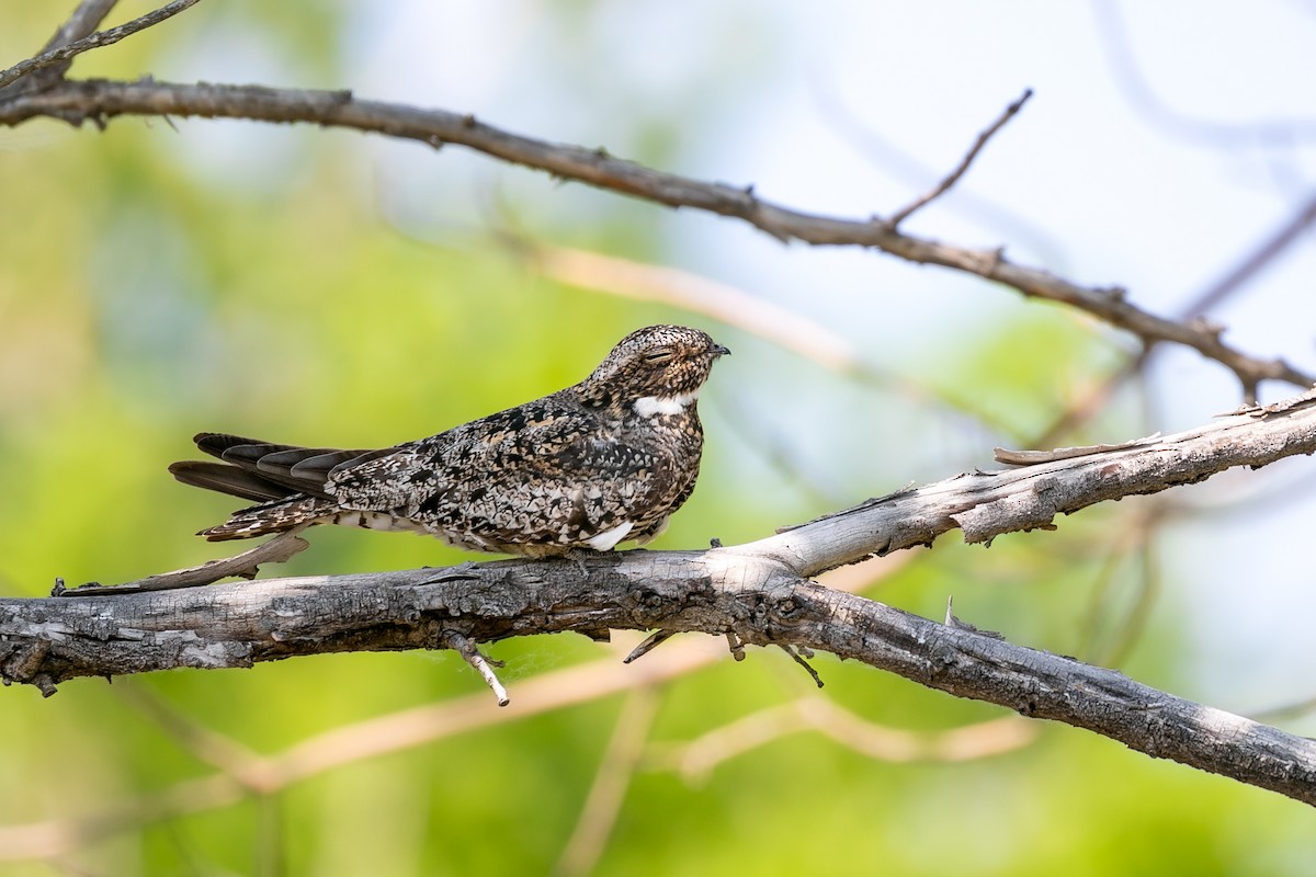 Common Nighthawk - ML613092029