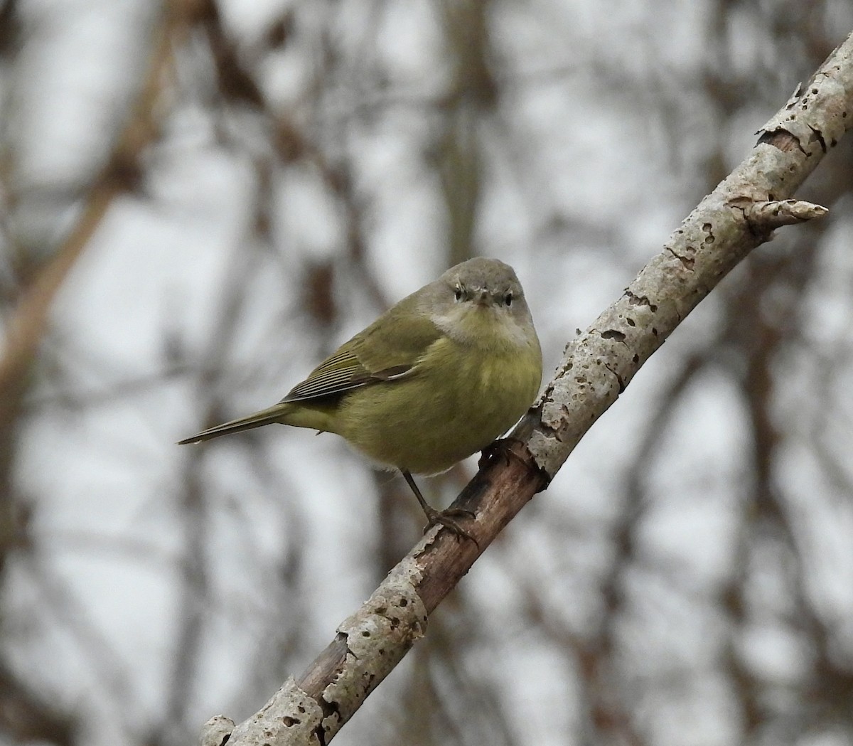 Orange-crowned Warbler - ML613092036