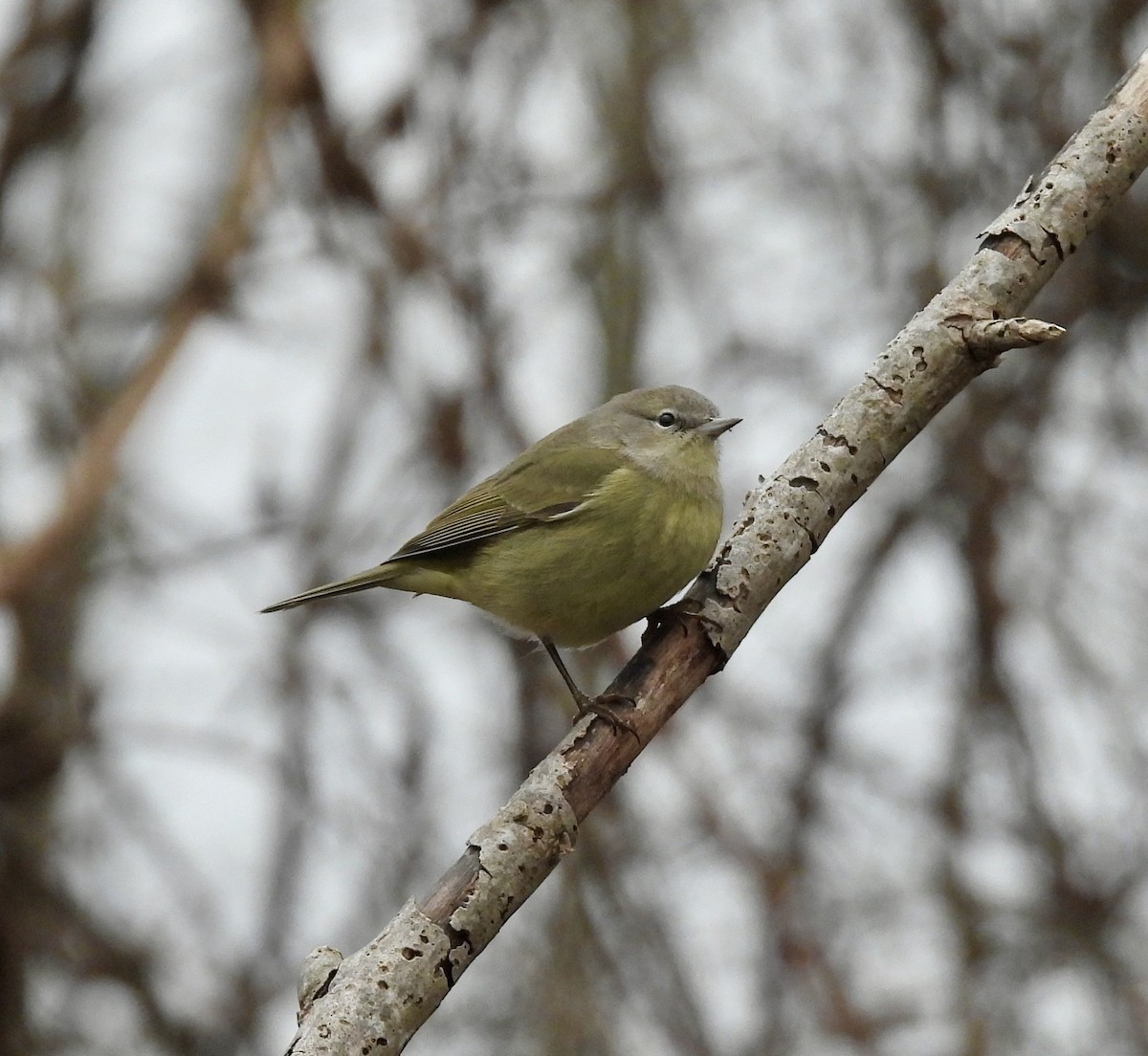 Orange-crowned Warbler - ML613092037