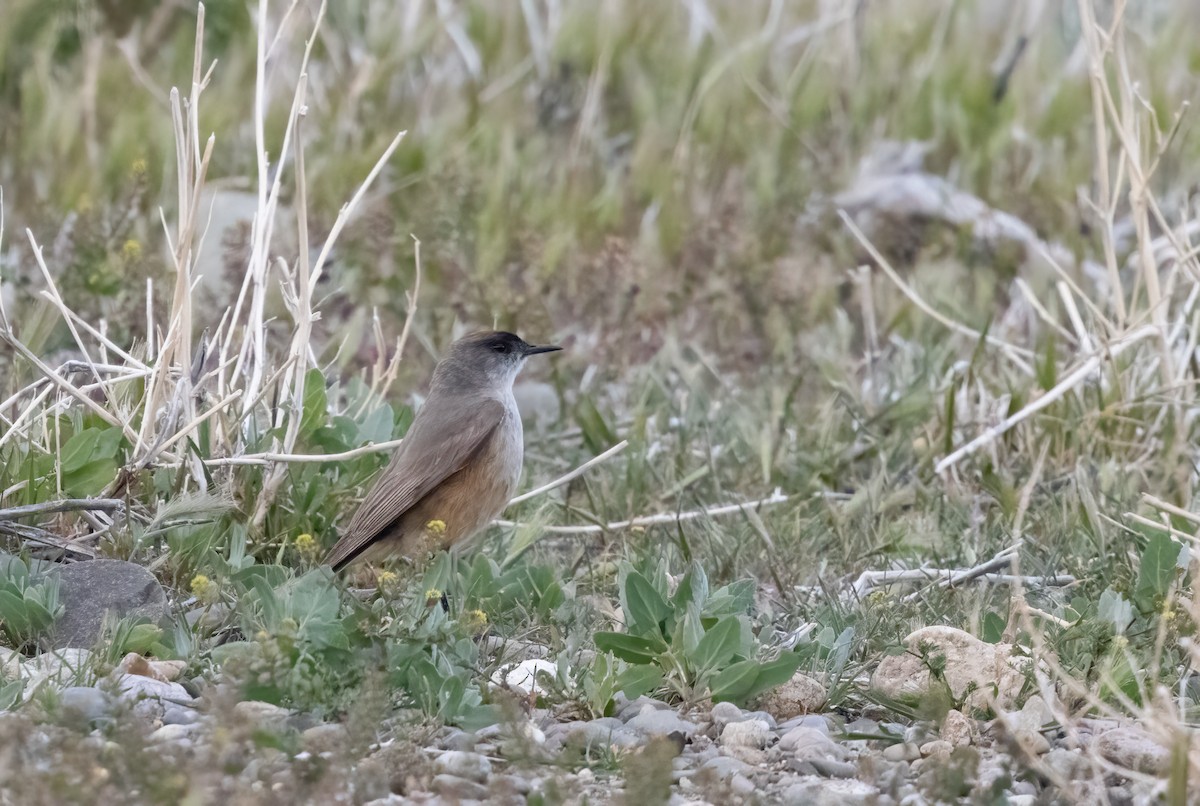 Cinnamon-bellied Ground-Tyrant - Chris Jones