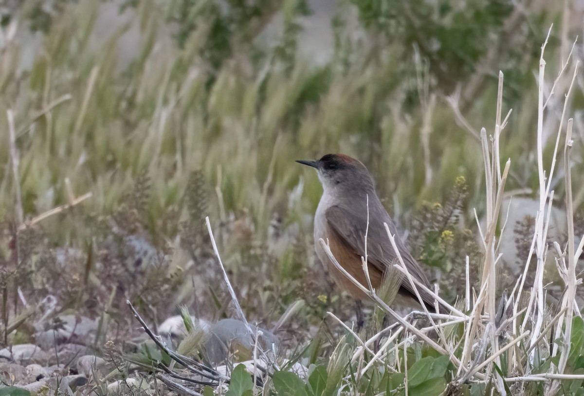 Cinnamon-bellied Ground-Tyrant - Chris Jones