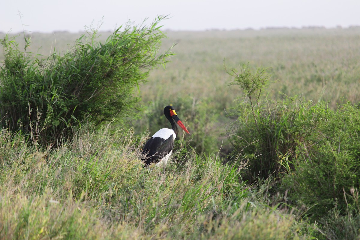 Saddle-billed Stork - ML613092115