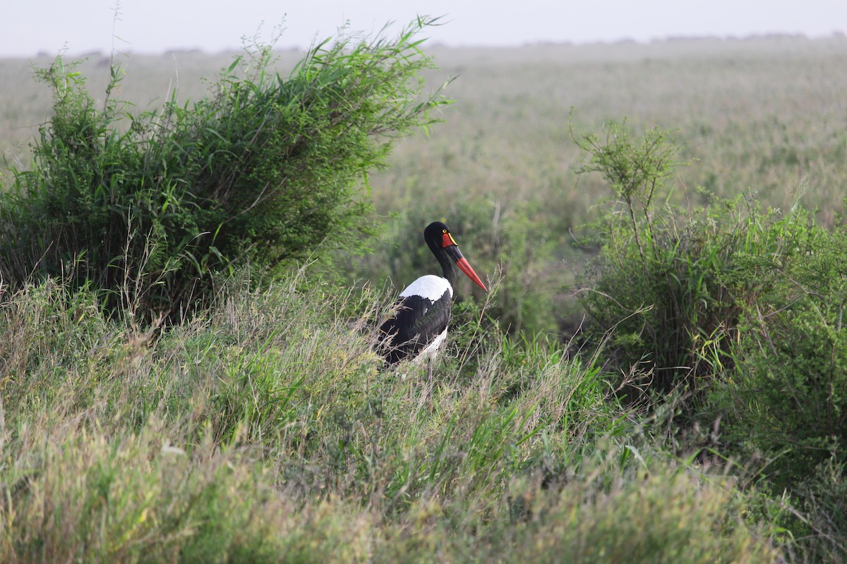 Saddle-billed Stork - ML613092120