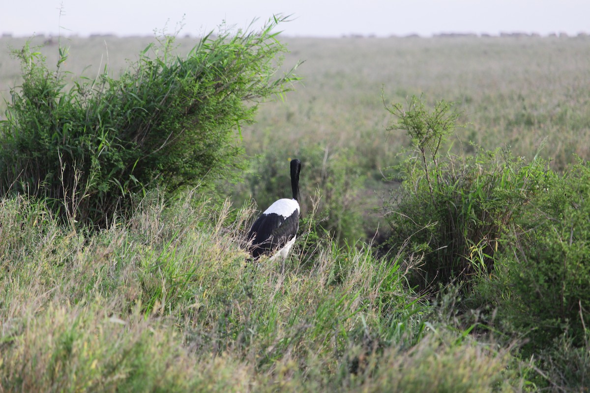 Saddle-billed Stork - ML613092121