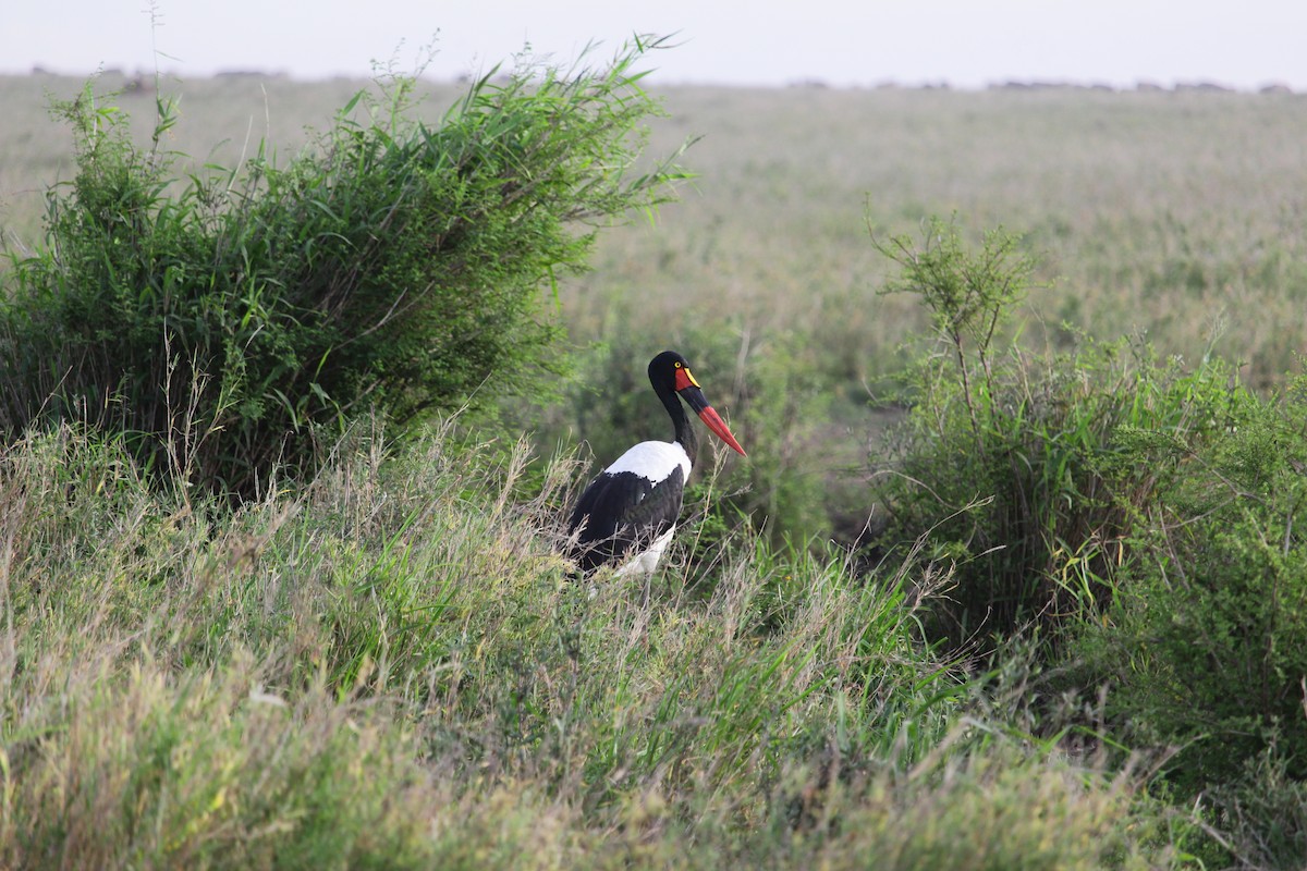 Saddle-billed Stork - ML613092123