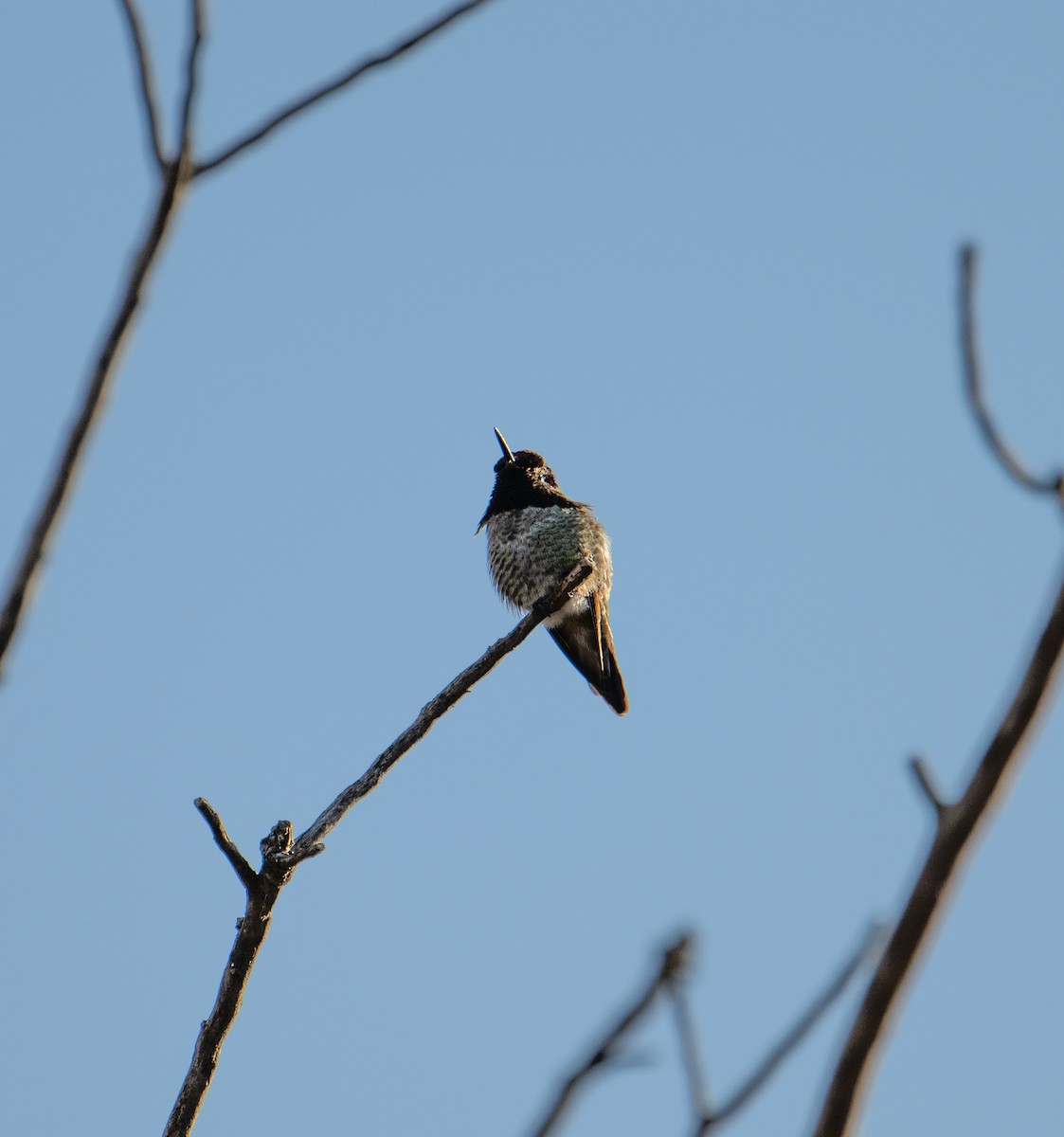 Anna's Hummingbird - Terry Rich