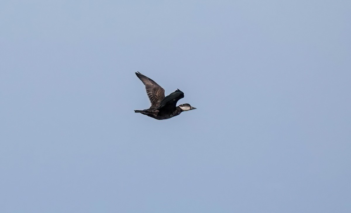 Black Scoter - ML613092233