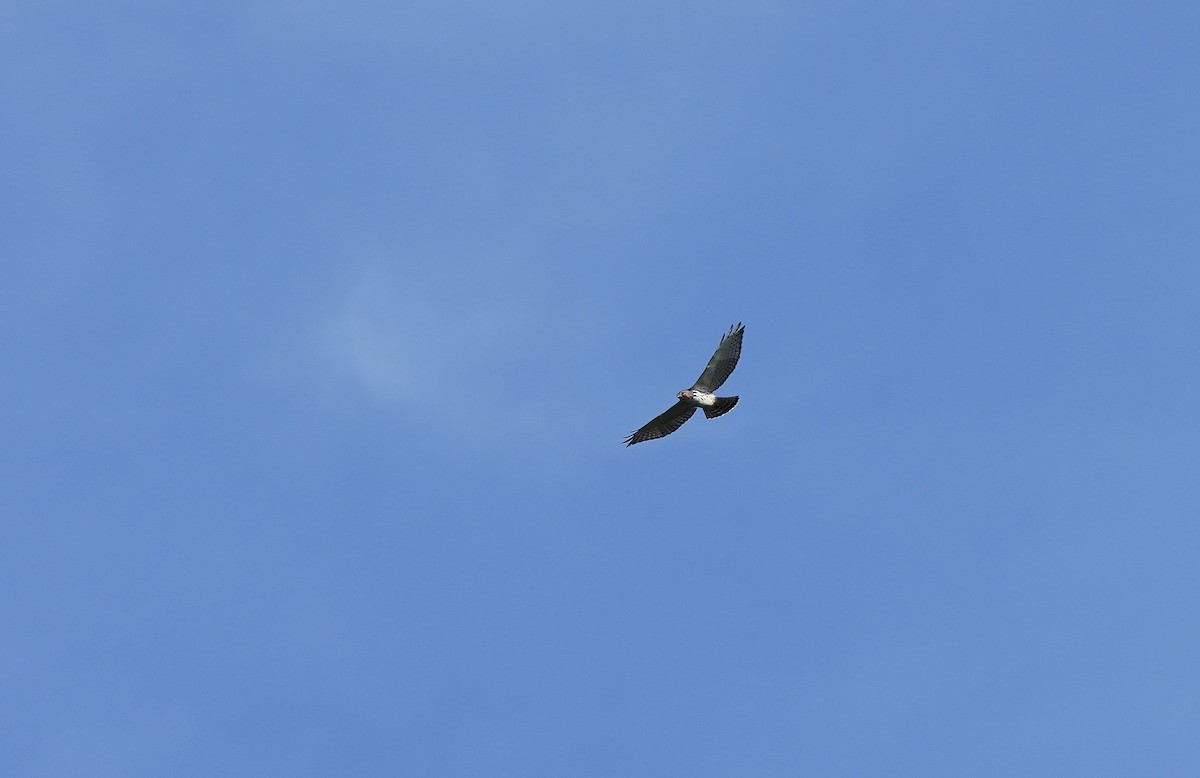 Short-tailed Hawk - ML613092277