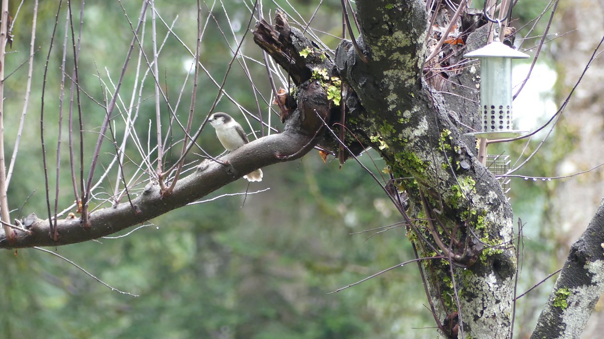 Canada Jay - ML613092300