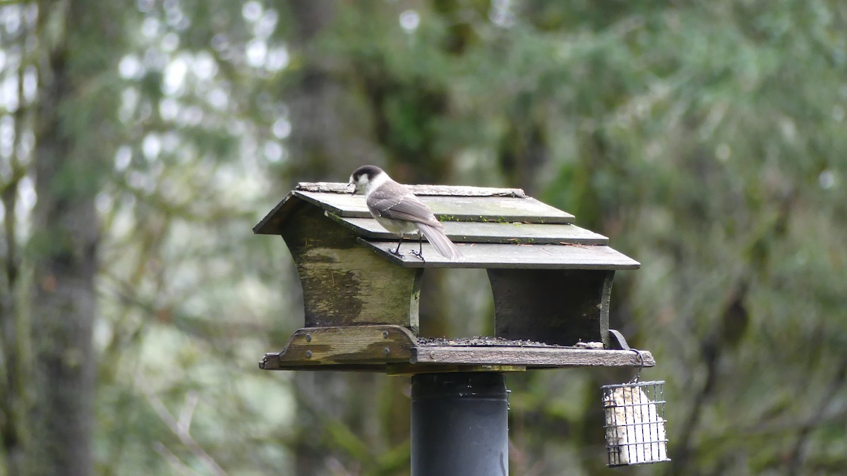 Canada Jay - ML613092301