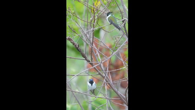 Colibrí Cornudito - ML613092311