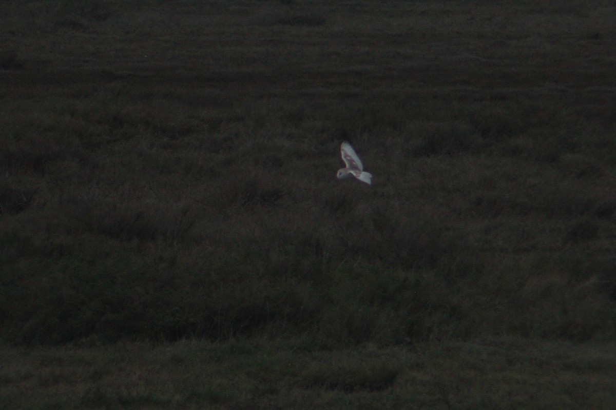 Barn Owl - ML613092315