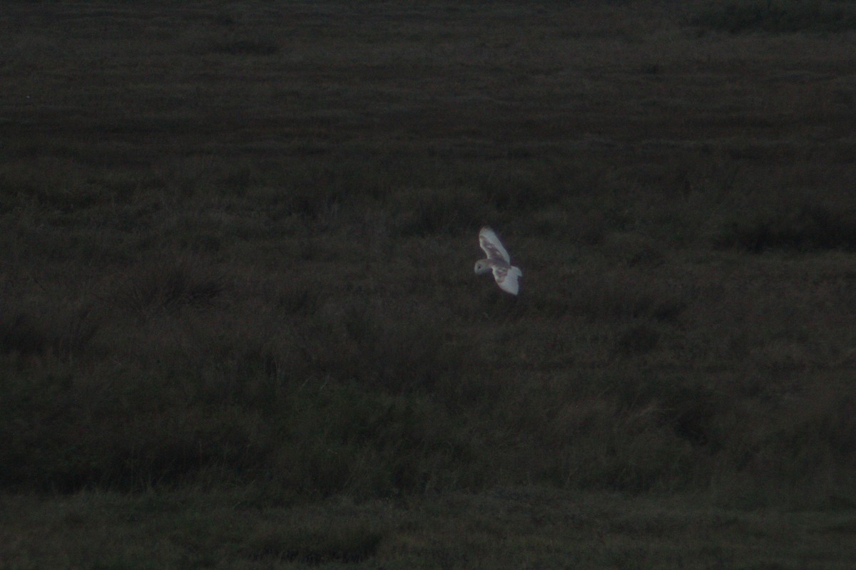 Barn Owl - ML613092316