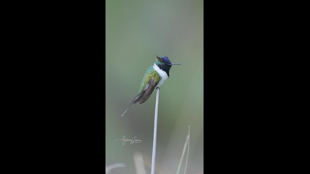 Colibrí Cornudito - ML613092324