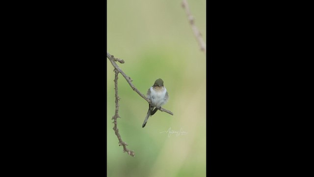 Goldhauben-Schmuckkolibri - ML613092325