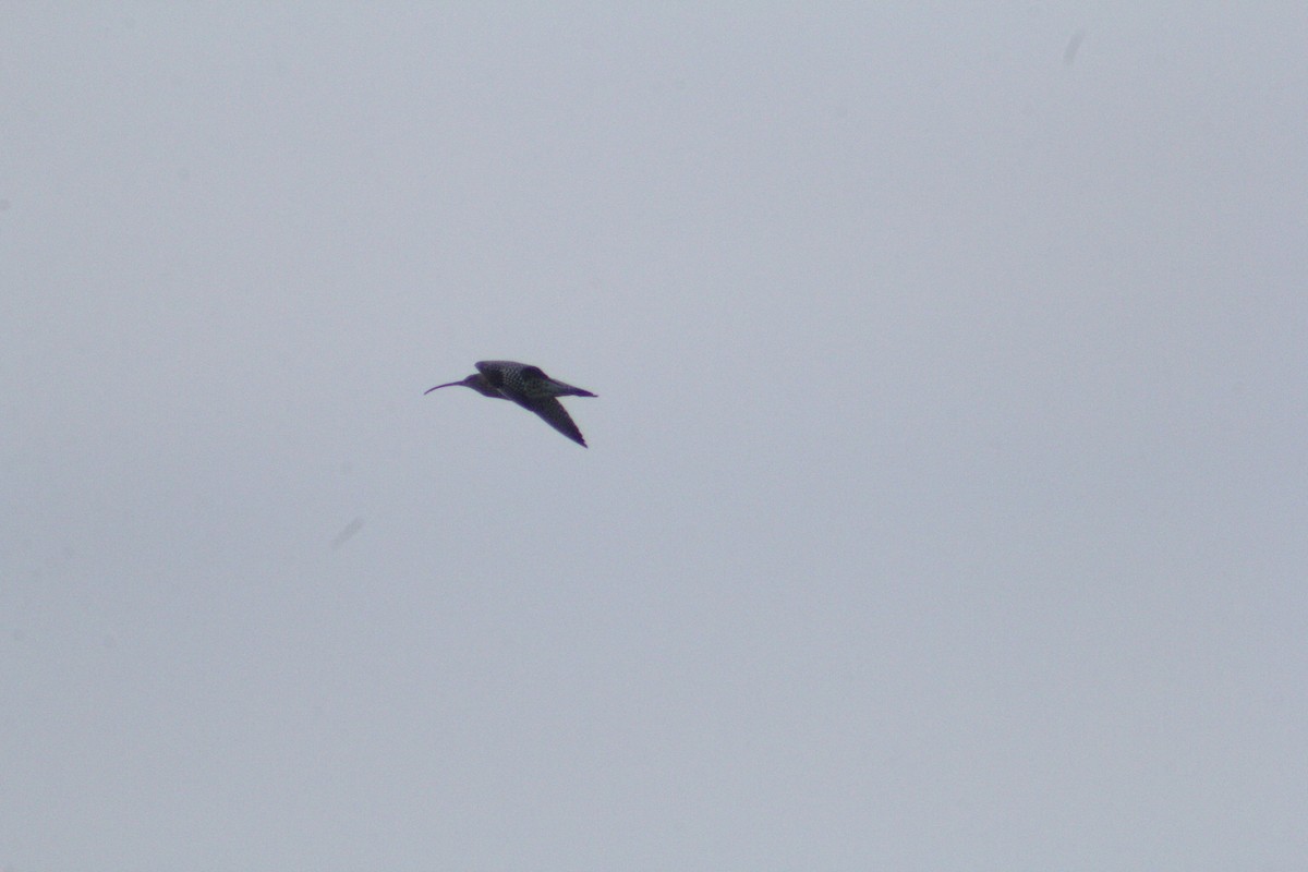 Eurasian Curlew - ML613092326