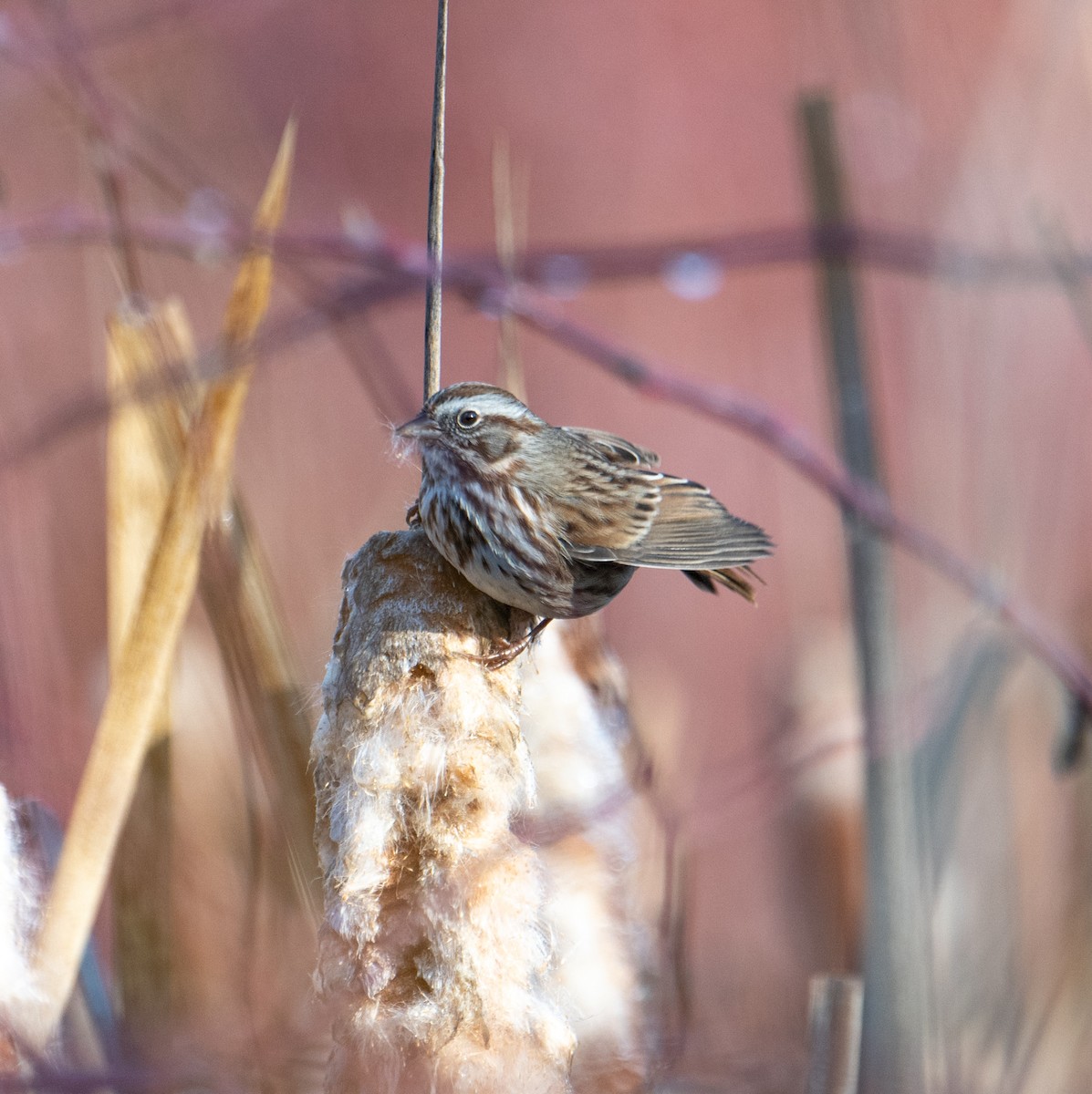 Song Sparrow - Terry Rich