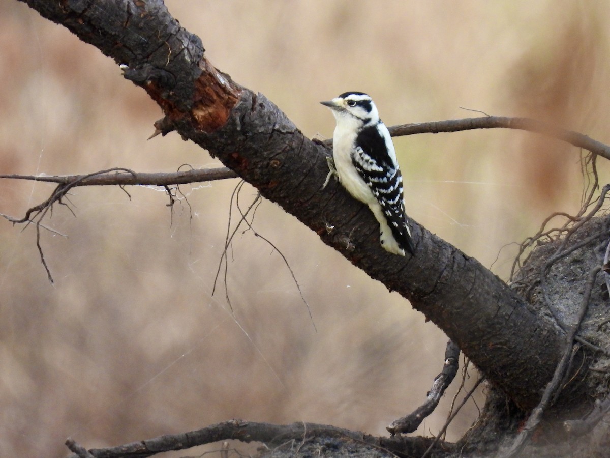 Downy Woodpecker - ML613092505