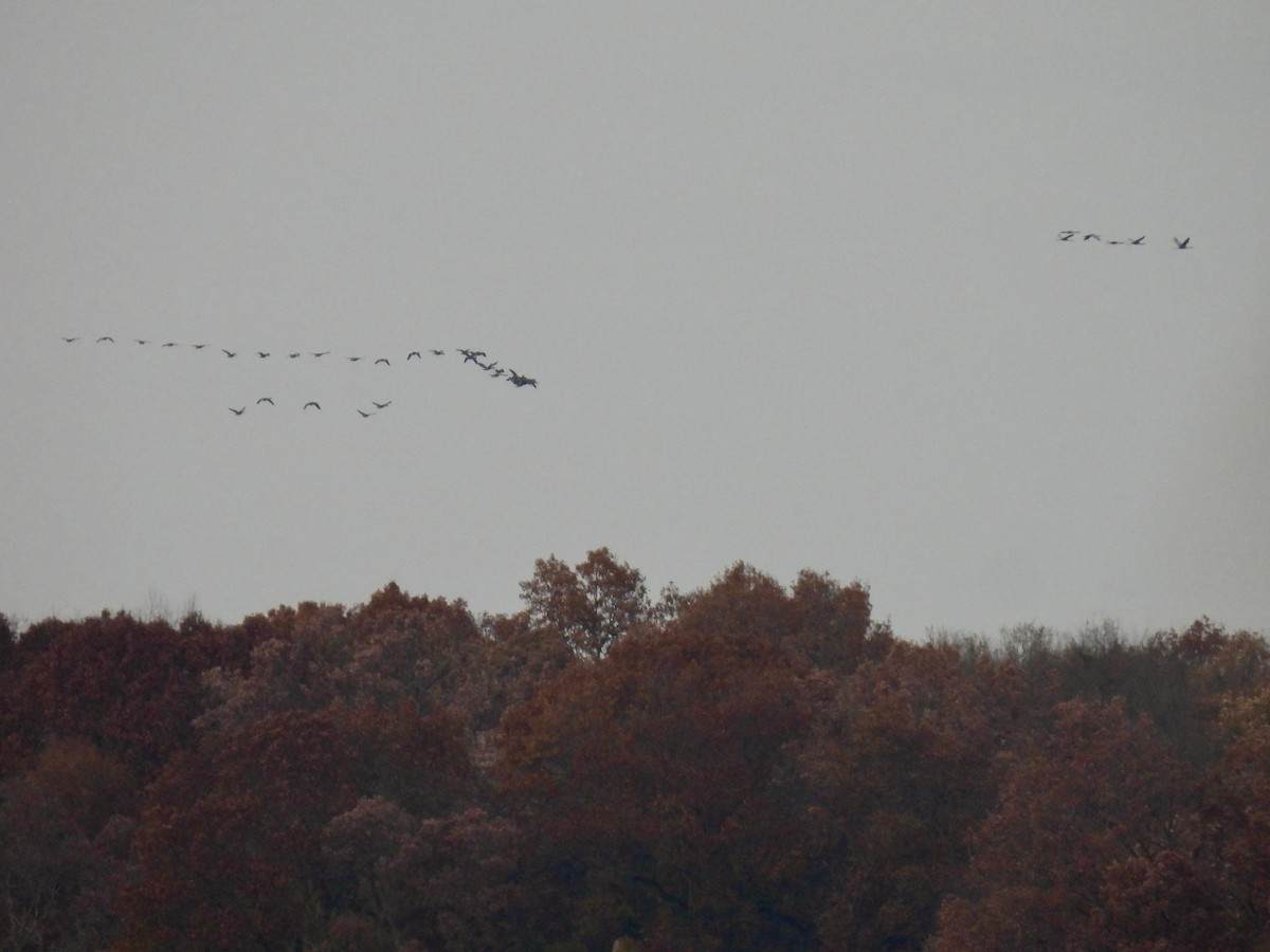 Sandhill Crane - ML613092619