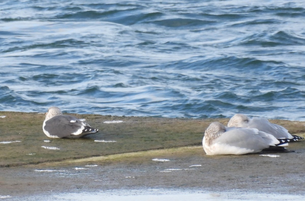 Lesser Black-backed Gull - ML613092625