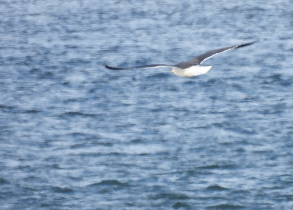 Lesser Black-backed Gull - ML613092627