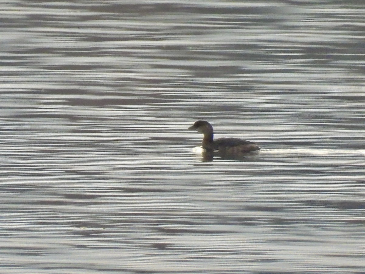 Pied-billed Grebe - ML613092635