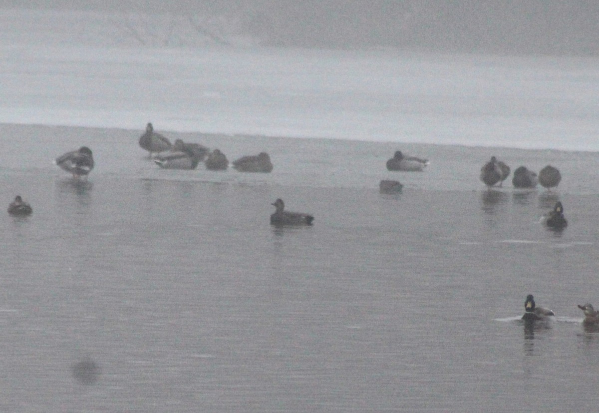 Gadwall - ML613092648