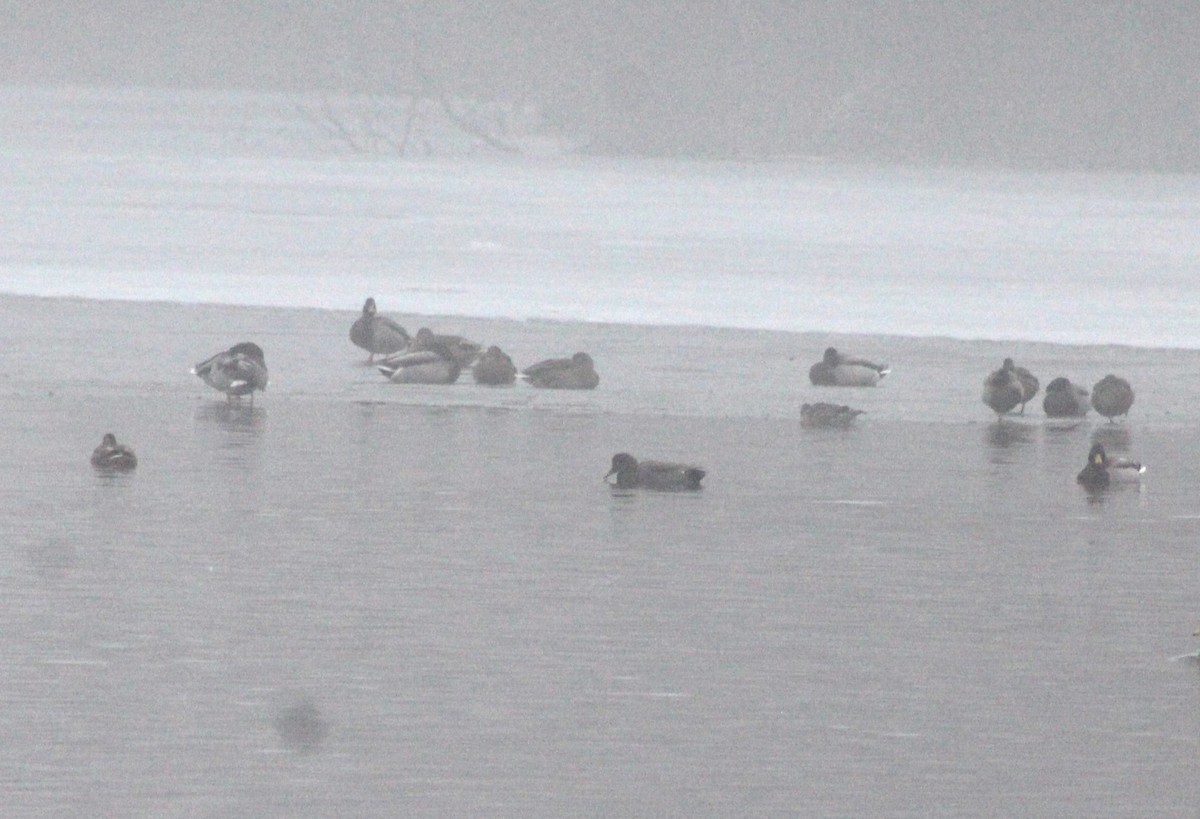 Gadwall - ML613092649