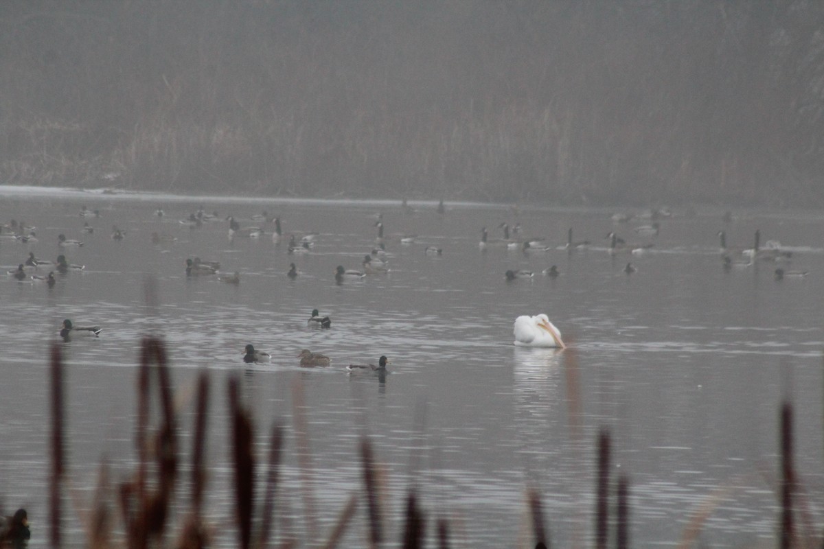 American White Pelican - ML613092657
