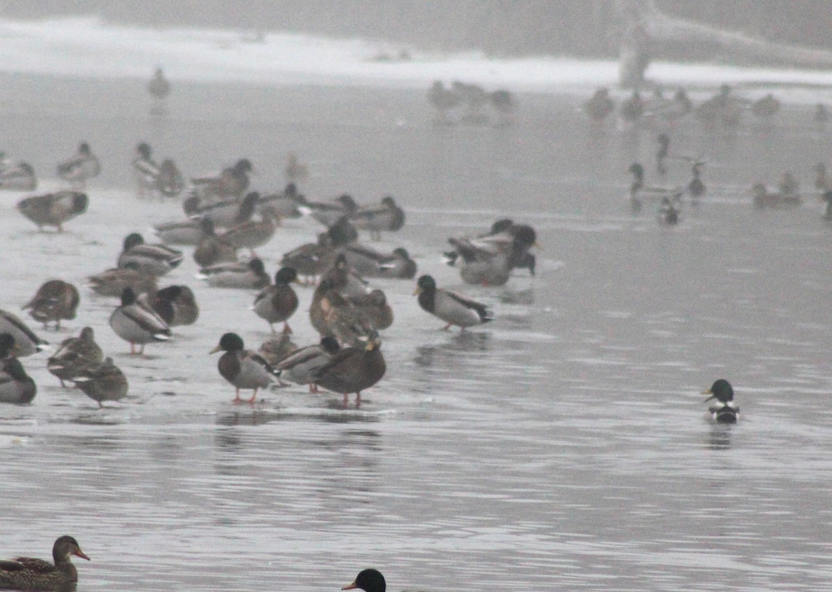Mallard x American Black Duck (hybrid) - ML613092667