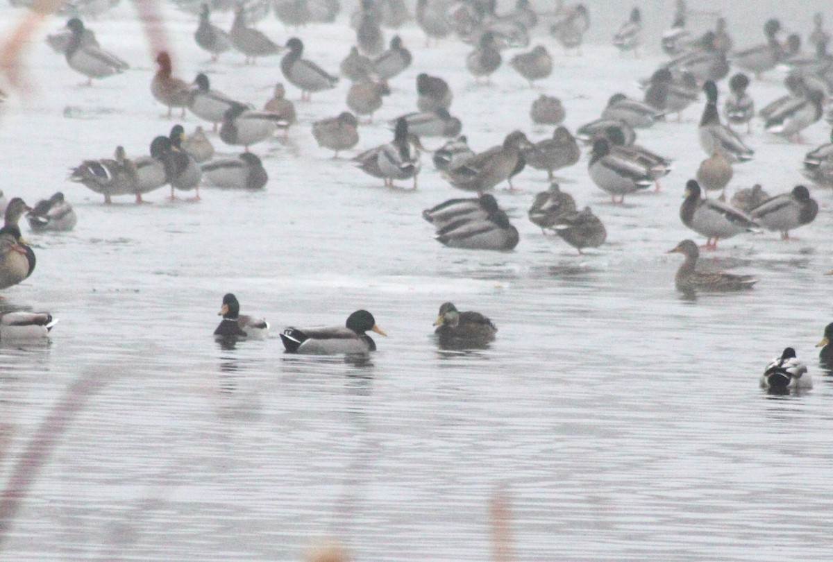 Mallard x American Black Duck (hybrid) - ML613092668