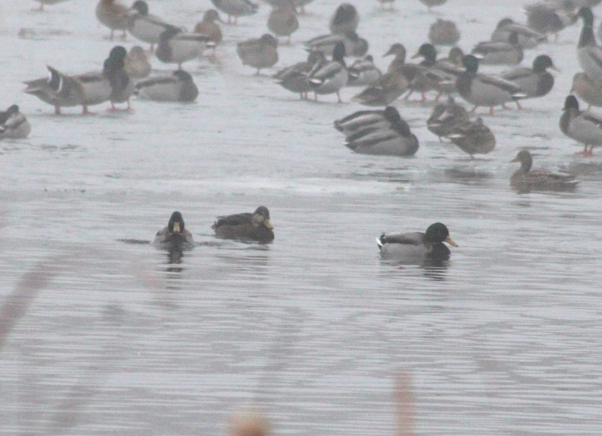 Mallard x American Black Duck (hybrid) - ML613092669