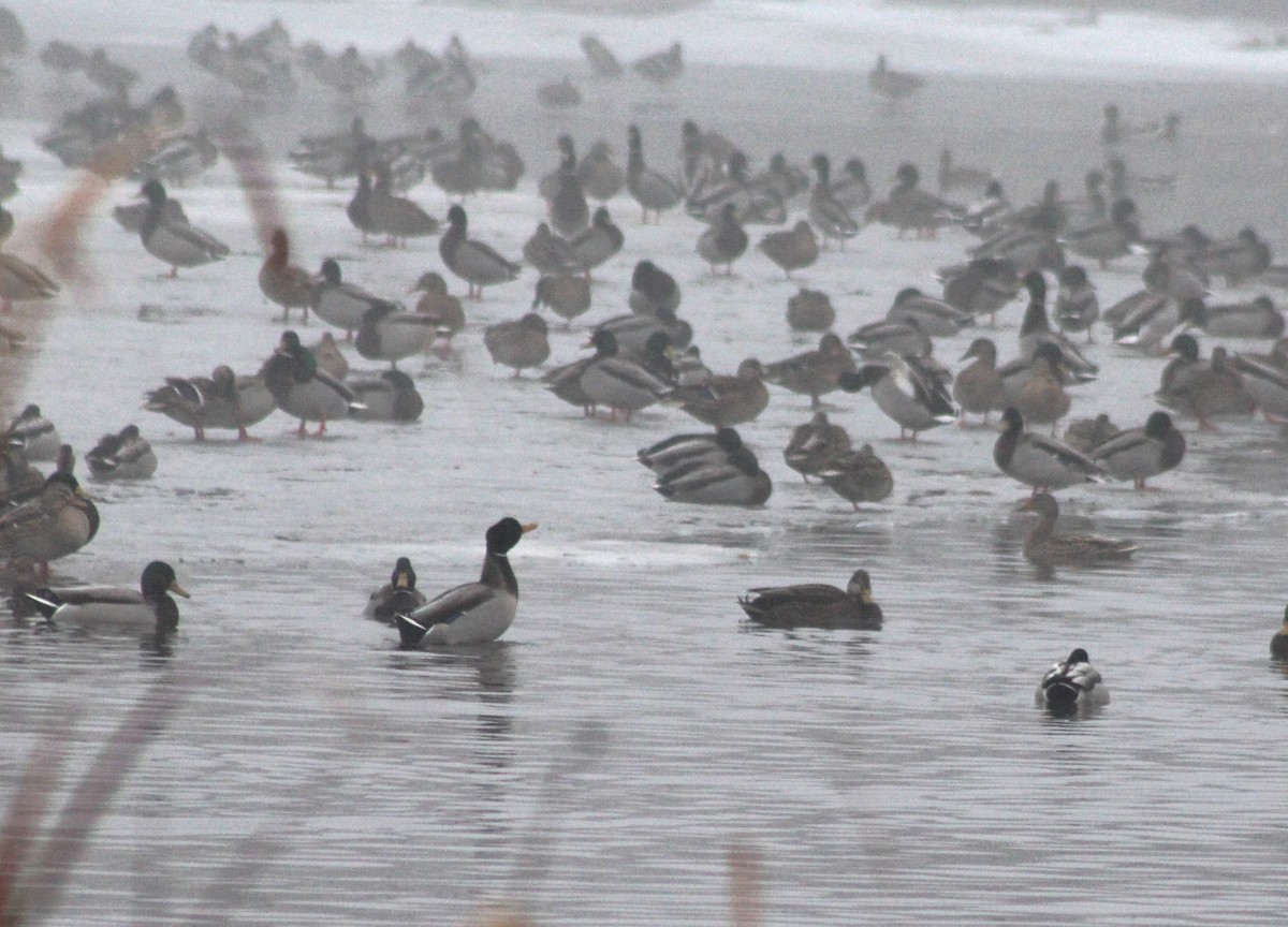 Mallard x American Black Duck (hybrid) - ML613092670