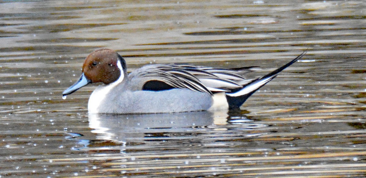 Northern Pintail - ML613092672