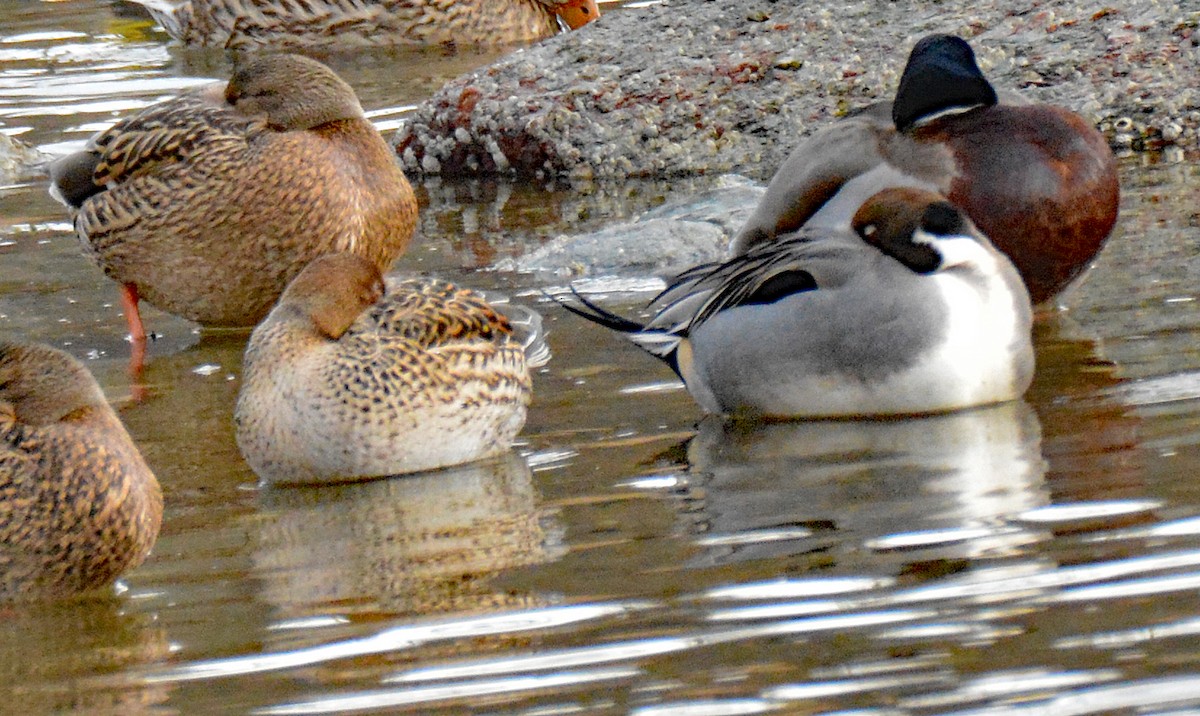 Northern Pintail - ML613092673