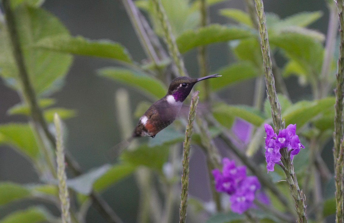 magentakolibri - ML613092745